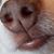 Sherri Monette Dabrowski's profile image