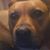 Renee Gainey's profile image