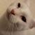 Pada Adams's profile image