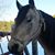 Denice LaMontagne's profile image