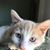 Anna Des Troismaisons Krolikowski's profile image