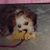 Sue Bersamina's profile image