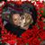 Jennifer Pershing Osborne's profile image