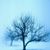 Cheryl Schuster's profile image