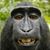 Christopher Arcas's profile image