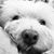 Paula Piacente's profile image