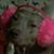 Sandra Ann Leaming's profile image
