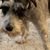 Karen Pryor Steele's profile image
