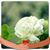 Ghada Allous's profile image