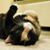 Deb Dursi's profile image