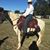 Dixie Reeves's profile image