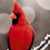Cheri Menchinger Gort's profile image