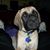 Rosemary Albergo's profile image