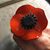 Darlene Petit's profile image