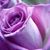 Diane Counts's profile image