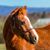 Krissy Callan Means's profile image