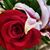 Amber Trujillo-Sweaney's profile image