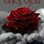 Doris Druz Dominguez's profile image