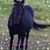 Cheryl Jackson Marshall's profile image