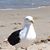 Kathy Stiling's profile image