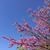 Fabienne Clr's profile image