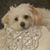 Dana D'Amico's profile image