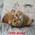 Psho Doske's profile image