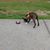 Cheryl Kelchner's profile image