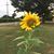 Kathy Tracy's profile image