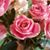 Stacey Langley Maclee Schneider's profile image