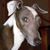Sherry Calabrese's profile image