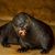 Otter Fodder's profile image