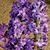 Carole A Fiste Brown's profile image