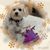 Susan Nichols White's profile image