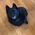 Debbie Cislo's profile image