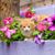 Susan Groth's profile image