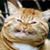 Katie Everett Traub's profile image