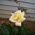 Betty Harrison's profile image