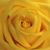 Susie Pack Larson's profile image
