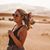 Brittany Livesay's profile image