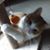 Tony Pellinghelli's profile image