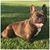 Chávez Edgar's profile image