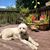 Carrie Pollack Dweck's profile image
