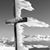 Sonya Cornwell Miller's profile image
