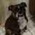 Steven Melillo's profile image