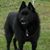 Zabella Rae's profile image