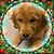 Abbie Shelton's profile image
