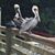 Laurie Stuart McCurdy's profile image