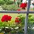Janice Nestos's profile image