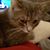 Jacqueline Madden's profile image